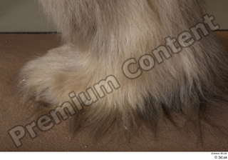 Polar bear foot 0011.jpg